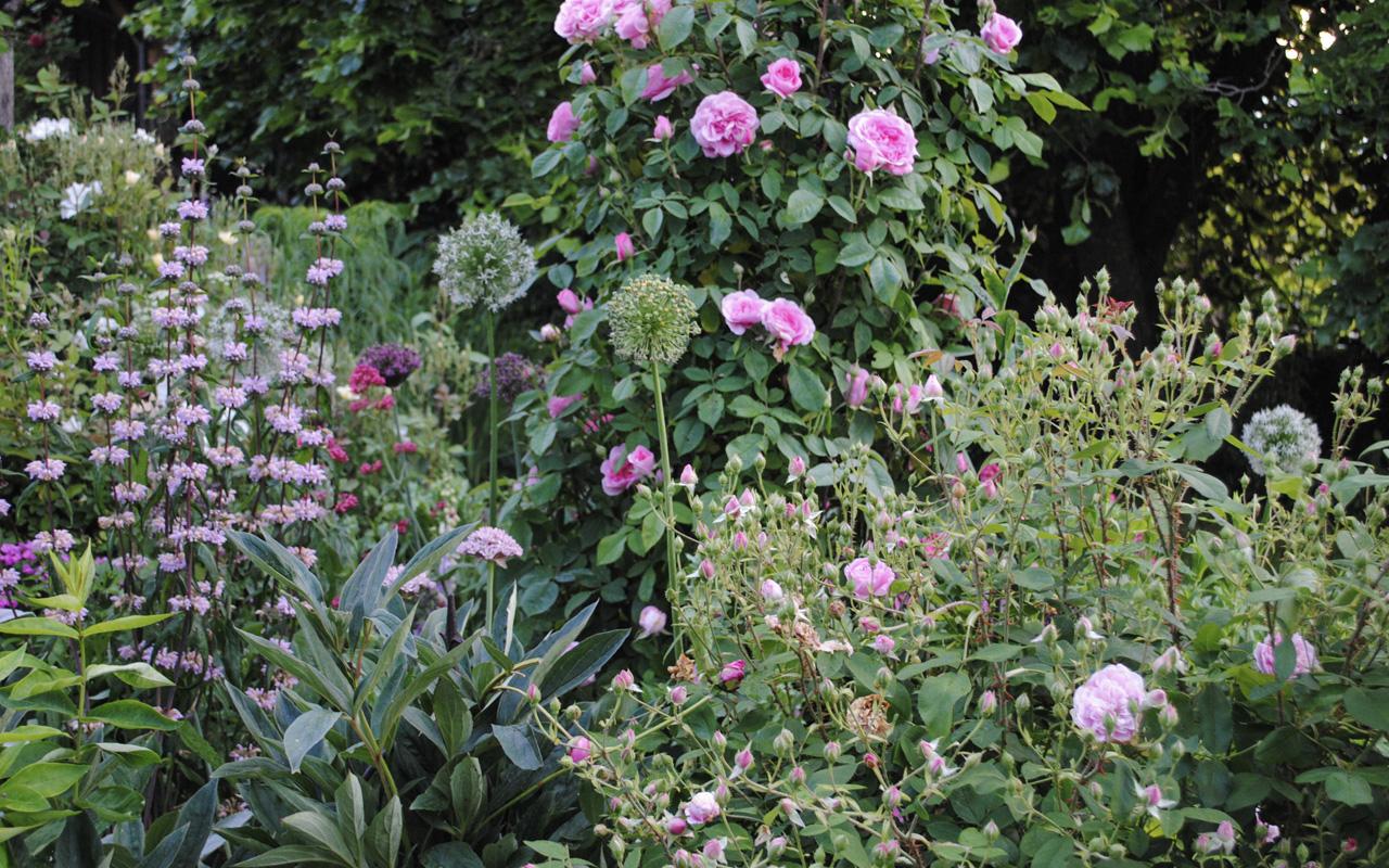 Perennial planting design in a layered border