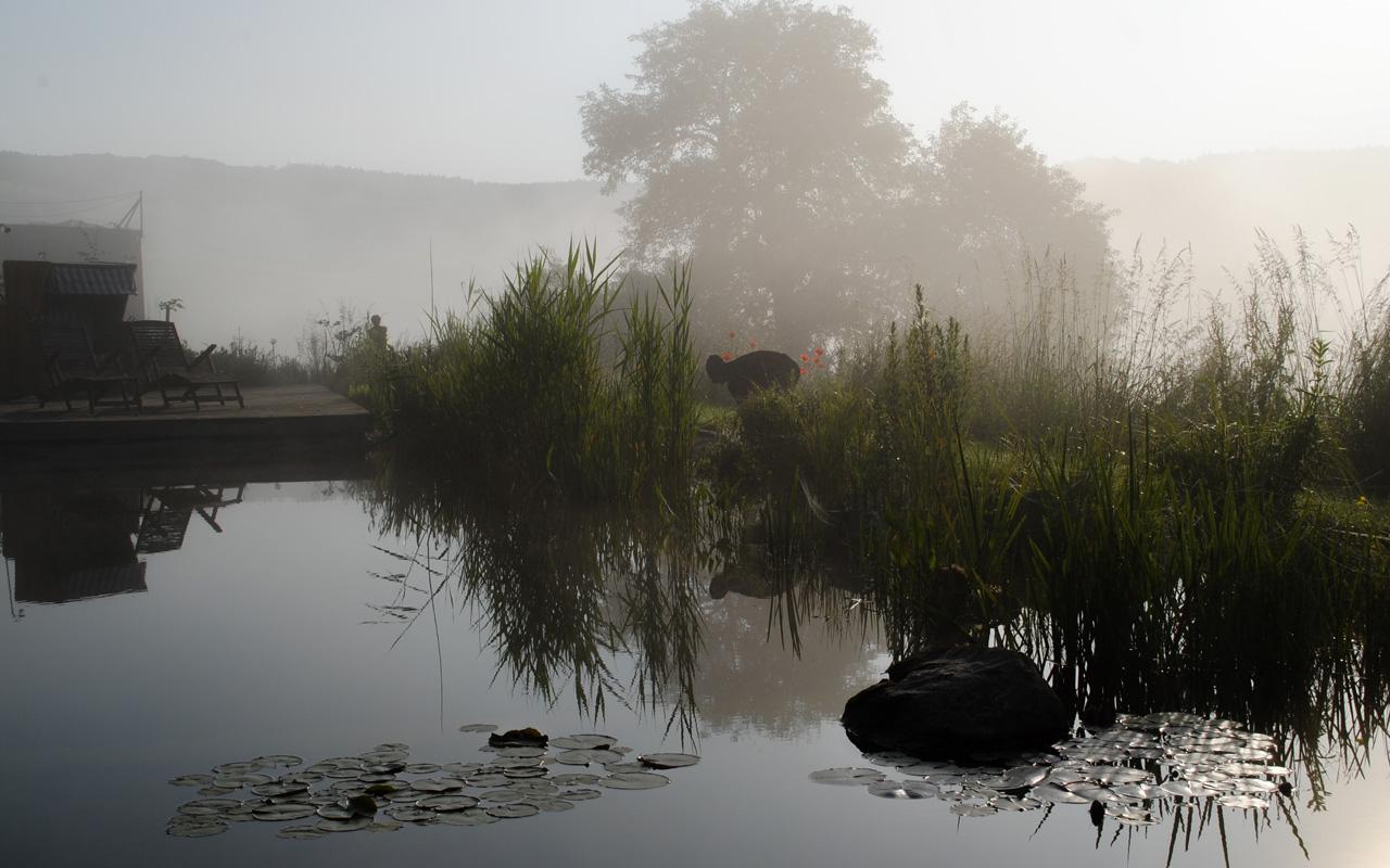 Natural swimming pond in a lush garden