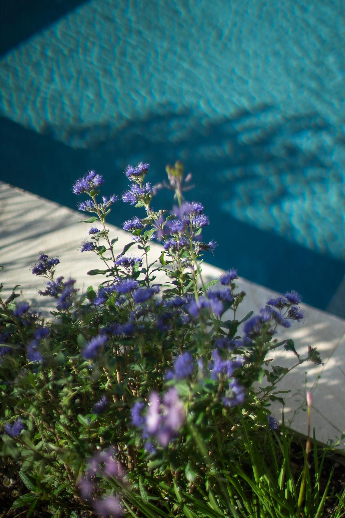 Pool im terrassierten Garten mit naturnaher, mediterraner Bepflanzung.