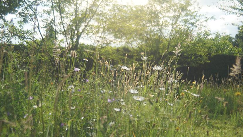 Blumenwiese als insektenfreundlicher Lebensraum mit hoher Artenvielfalt.