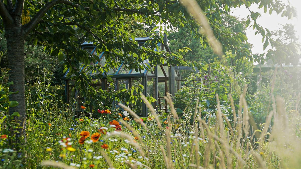 Blumenwiese als insektenfreundlicher Lebensraum mit hoher Artenvielfalt.
