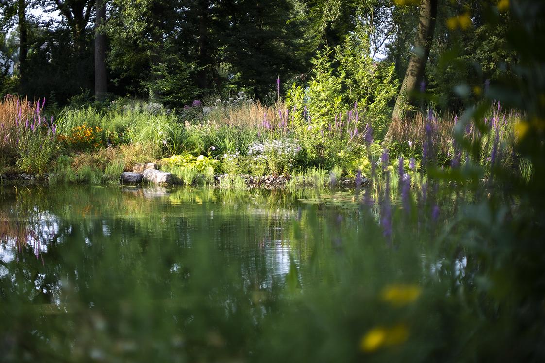 Naturnaher Schwimmteich mit strukturierter Uferbepflanzung.