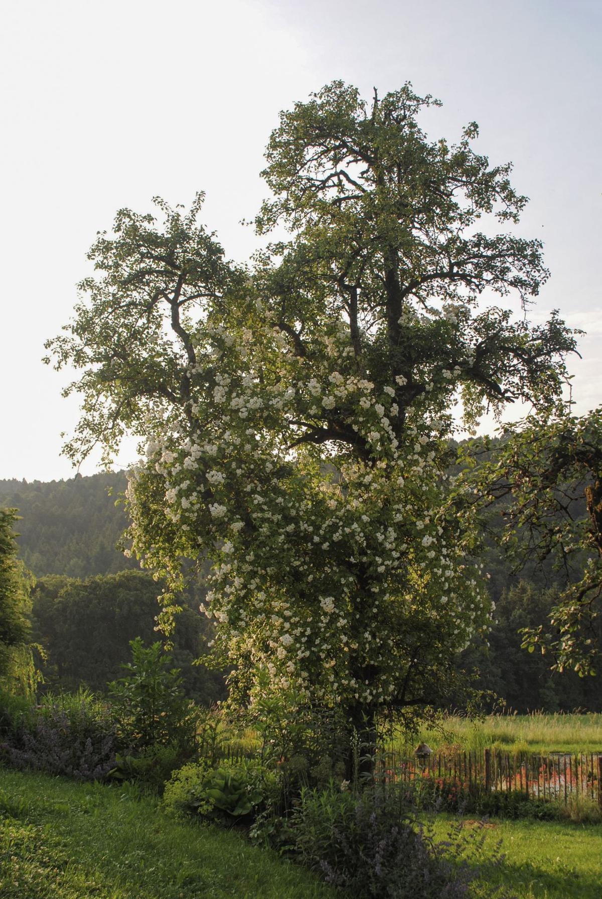 Obstbaum im ländlichen Gartenraum mit natürlicher Pflanzbegleitung.