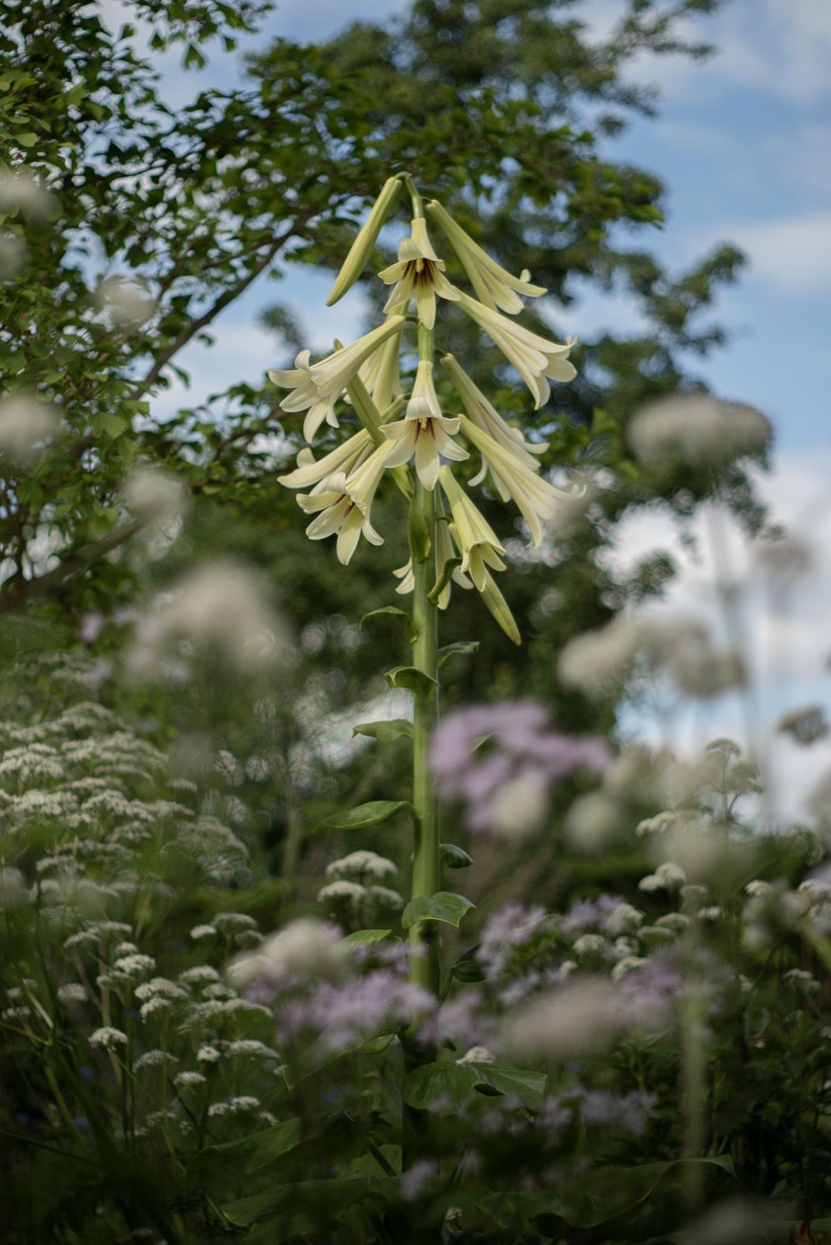Detailansicht eines naturnah gestalteten Gartenraums.