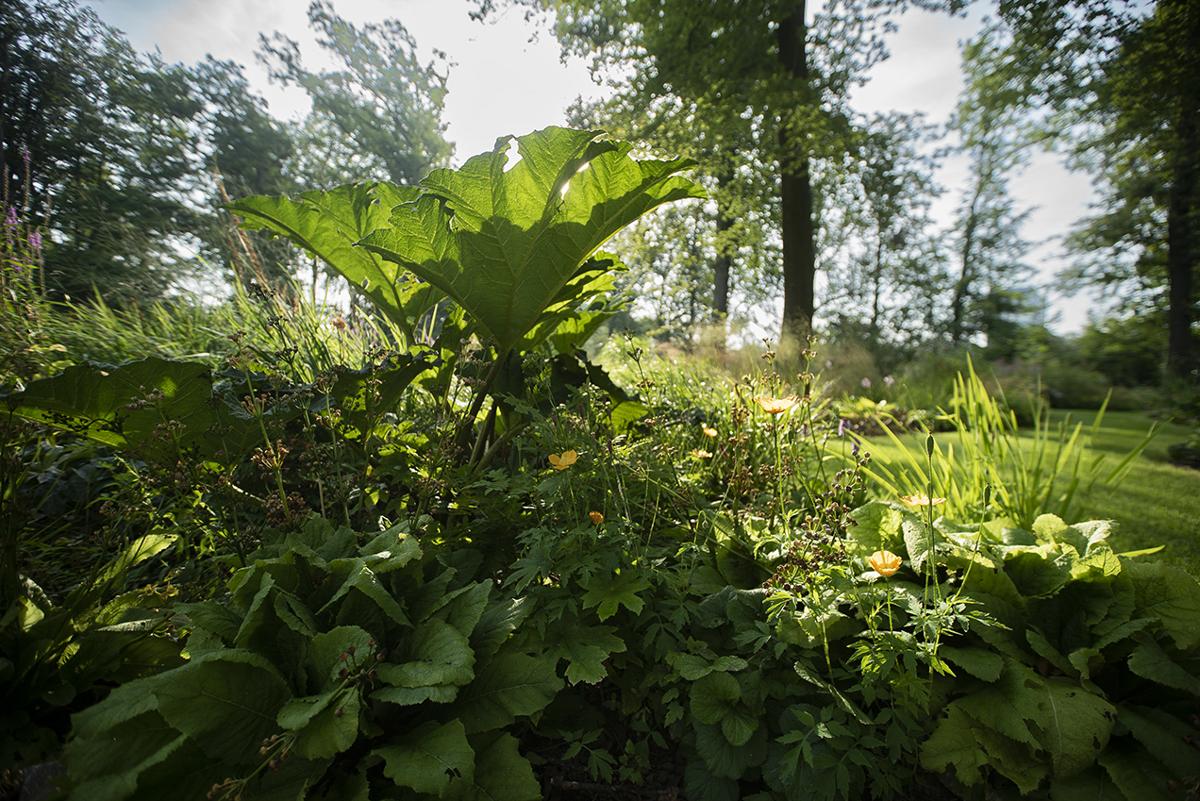 Gunnera als markanter Blattschmuck in naturnaher Pflanzkomposition.