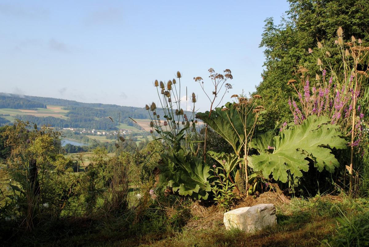 Detailansicht eines naturnah gestalteten Gartenraums.