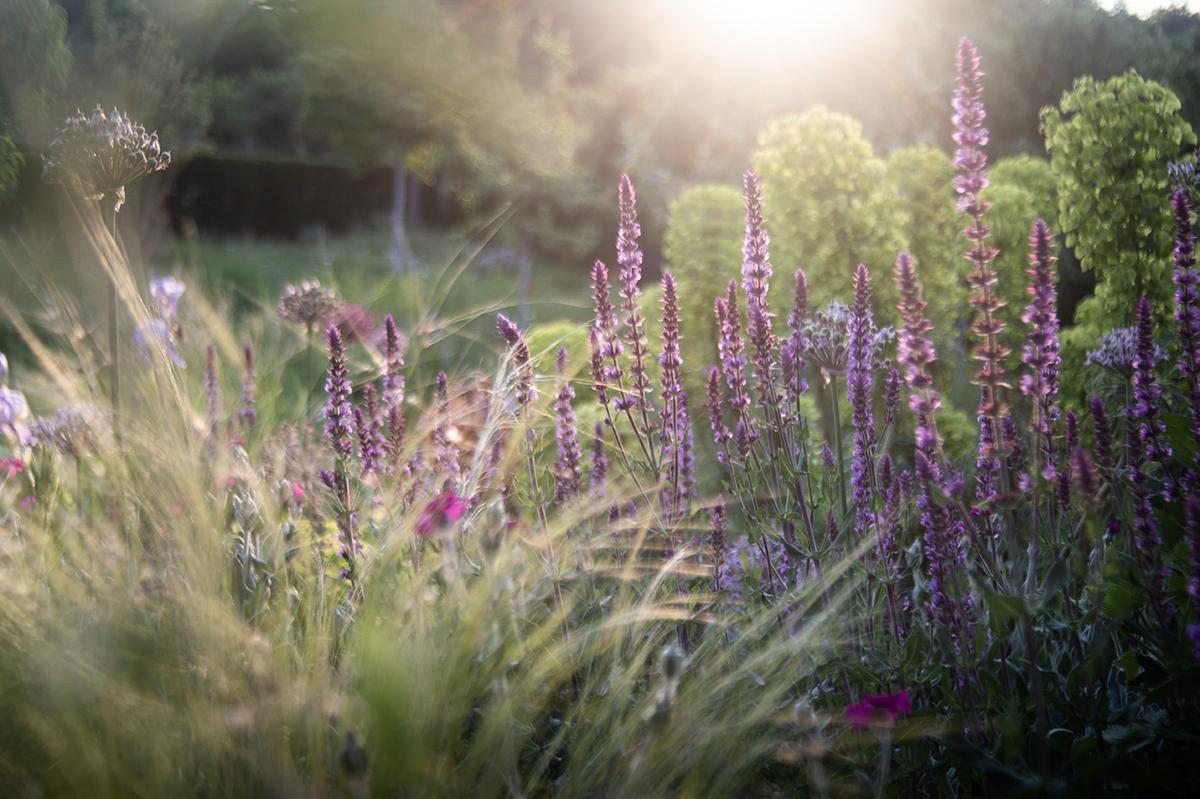 Staudenbeet mit saisonaler Blütenabfolge und strukturreicher Komposition.