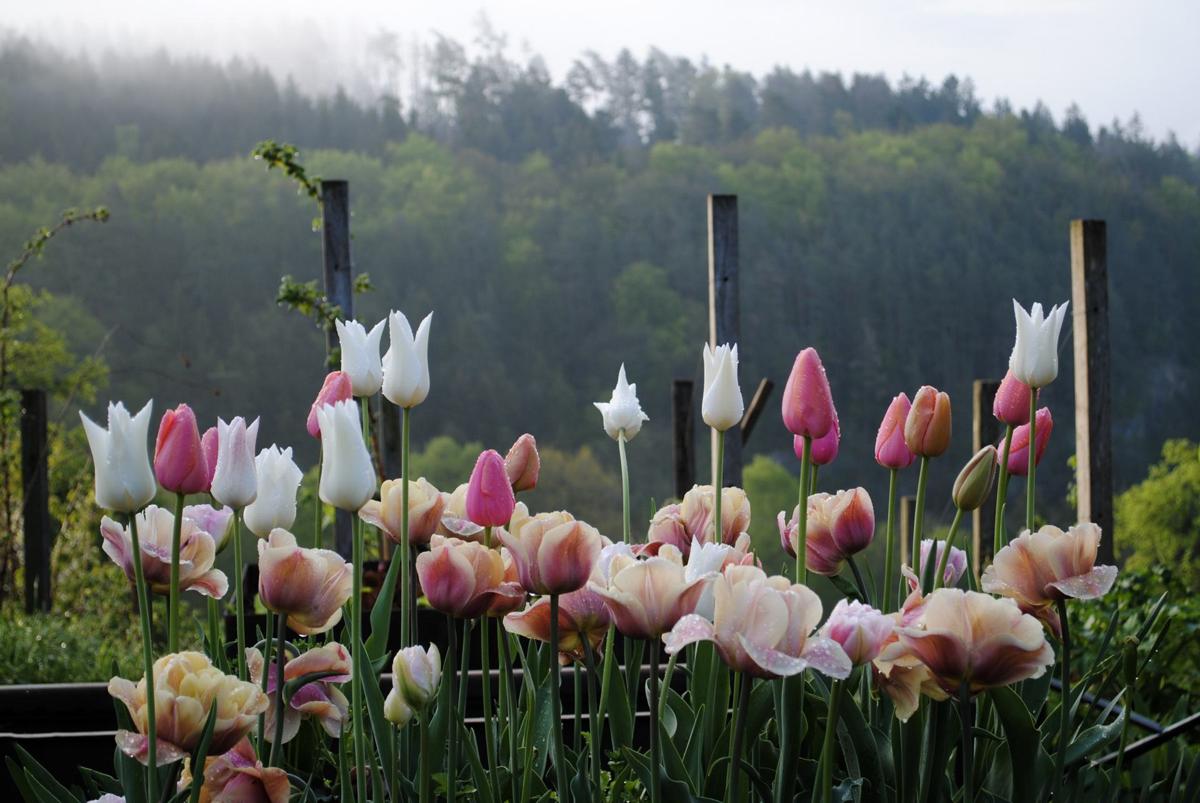 Tulpenpflanzung als frühlingsbetonter Akzent im Gartenbild.