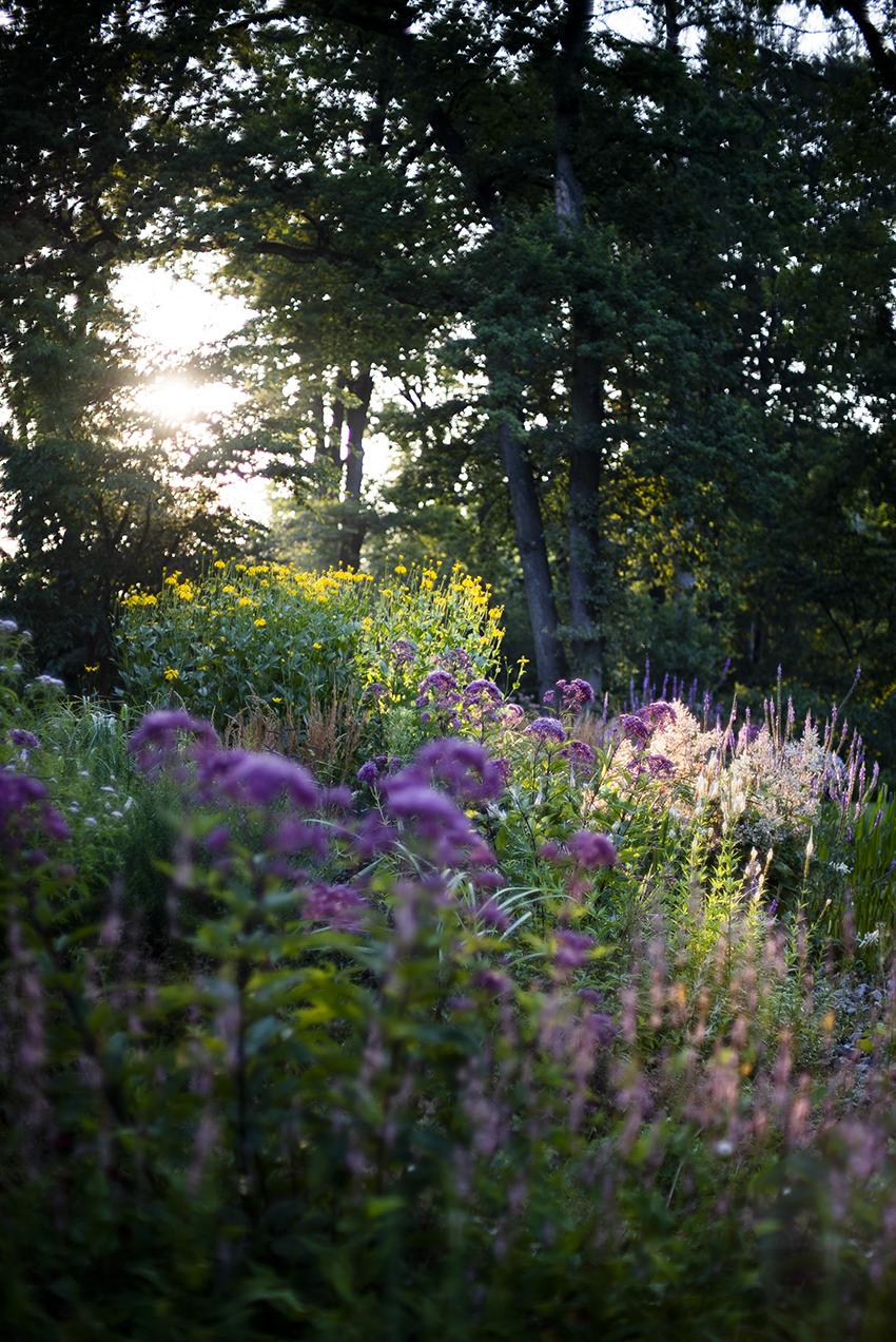 Staudenpflanzung mit naturnaher Dynamik und langer Jahreszeitenwirkung.