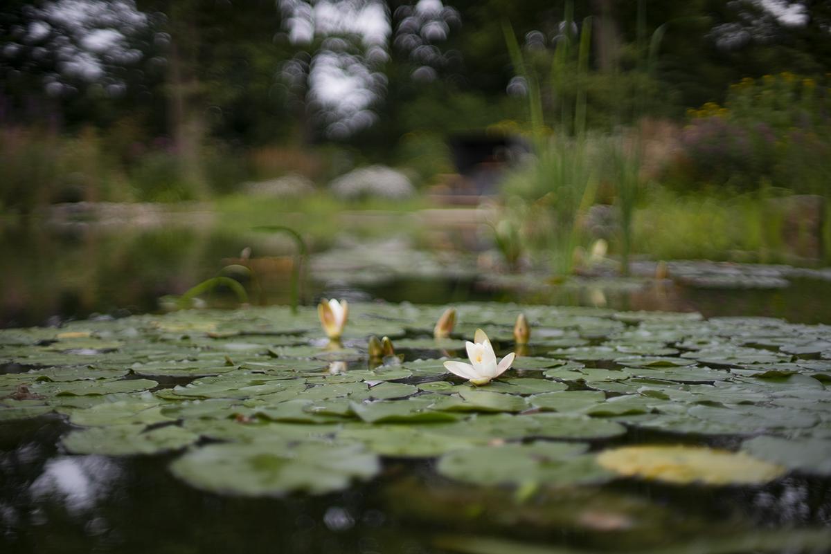 Naturnaher Schwimmteich mit strukturierter Uferbepflanzung.