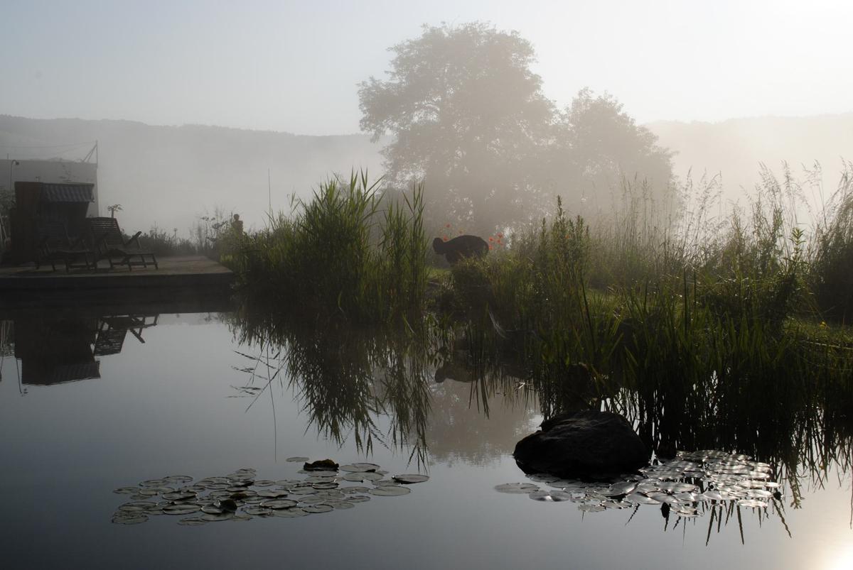 Naturnaher Schwimmteich mit strukturierter Uferbepflanzung.