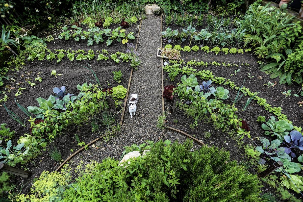 Gemüsegarten mit klarer Gliederung und produktiver Bepflanzung.