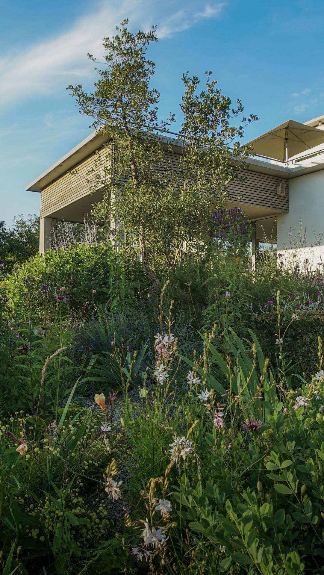 Detailansicht eines naturnah gestalteten Gartenraums.