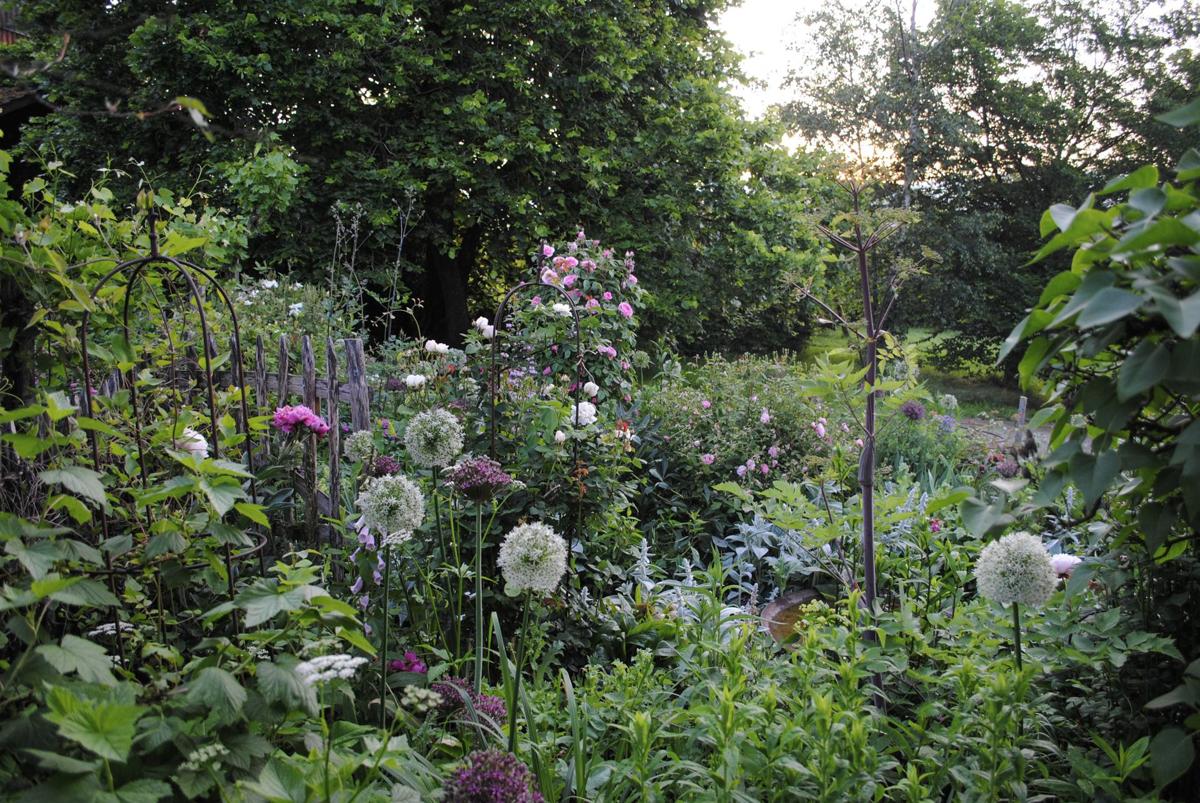 Staudenbeet mit saisonaler Blütenabfolge und strukturreicher Komposition.