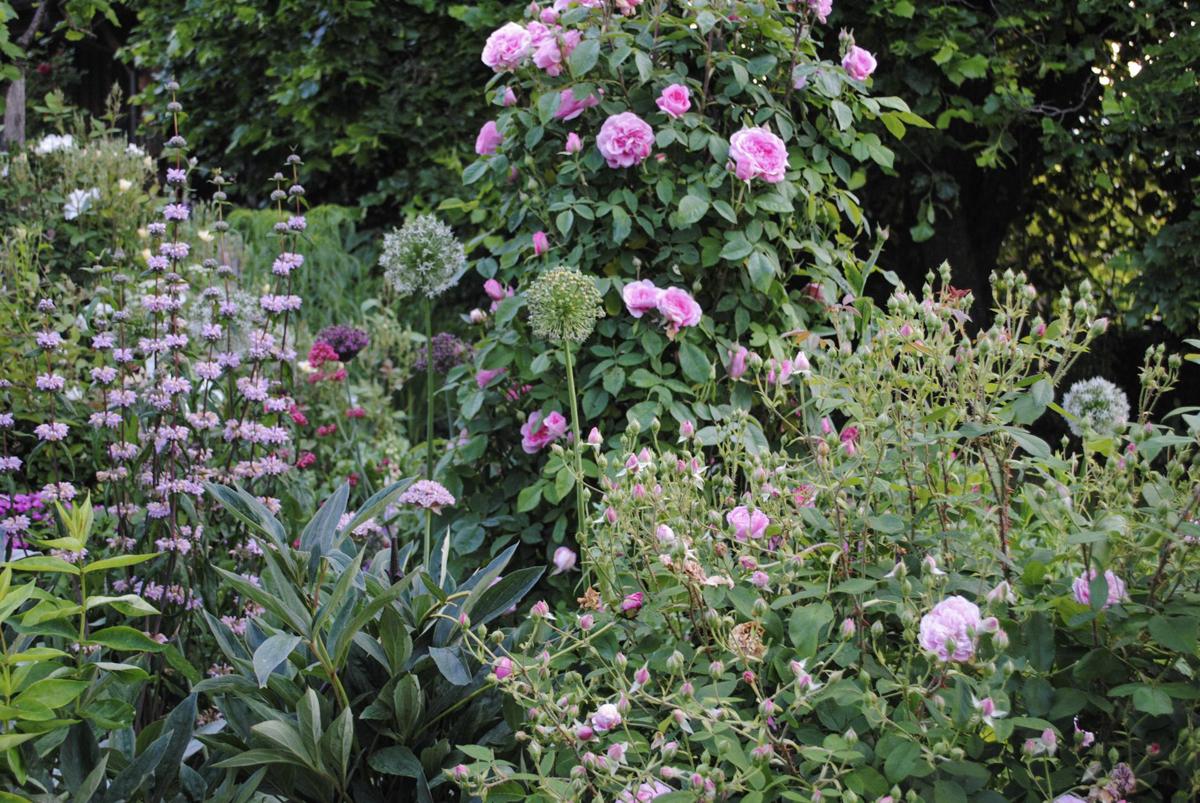 Staudenbeet mit saisonaler Blütenabfolge und strukturreicher Komposition.