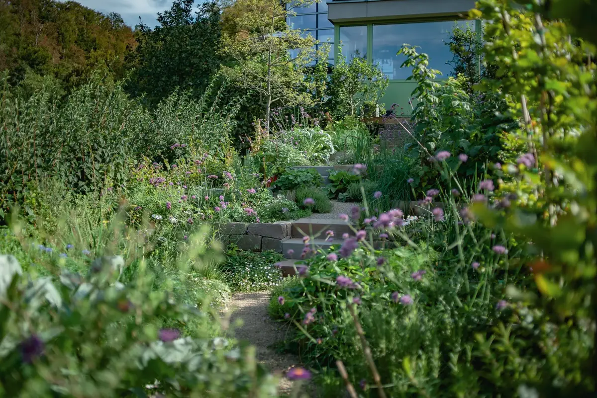 Looking through verbena, grasses and cardoon to a gravel path, stone wall and steps, the house above an autumn wooded slope