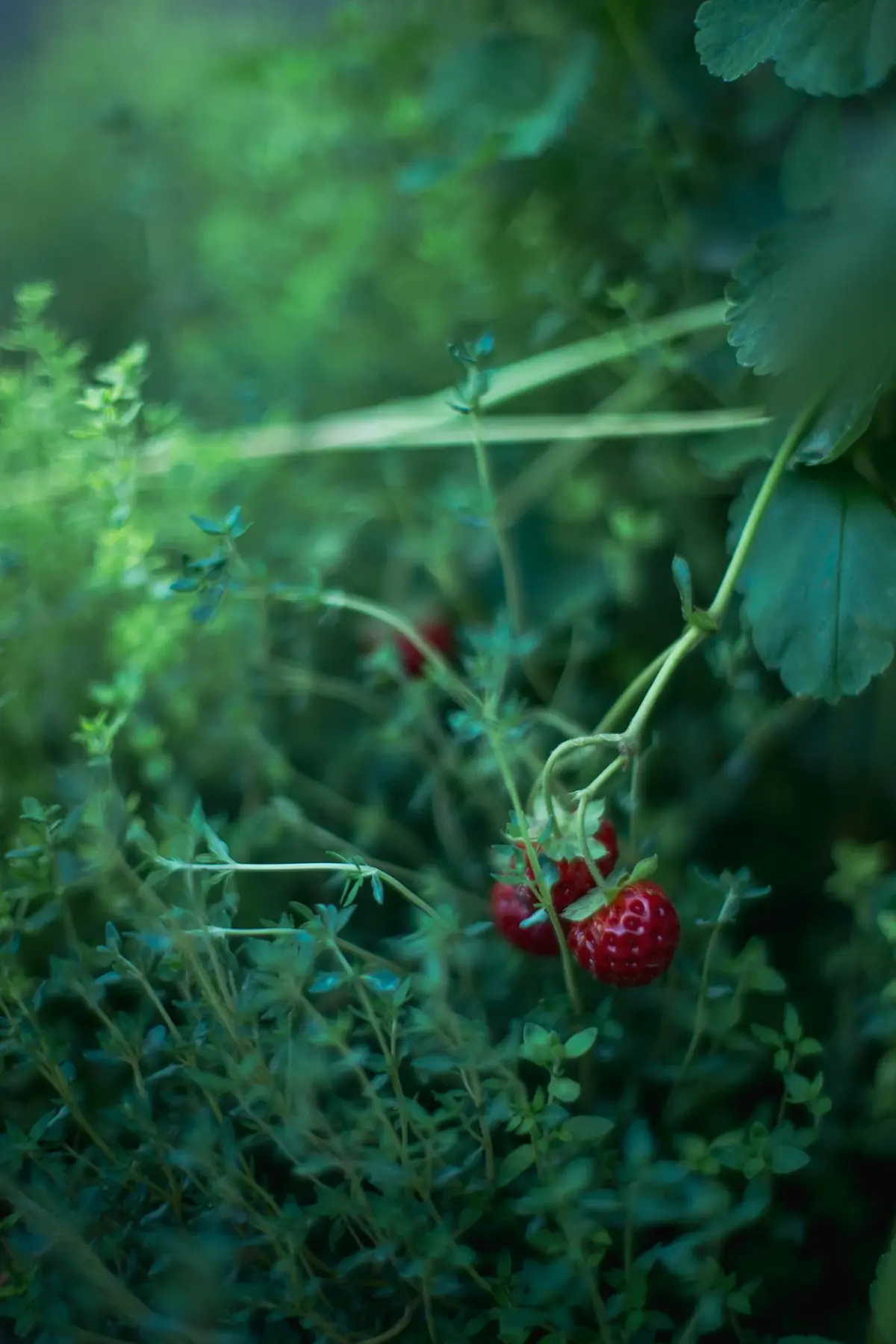Bergstrasse Hanggarten Erdbeeren Thymian Wegrand