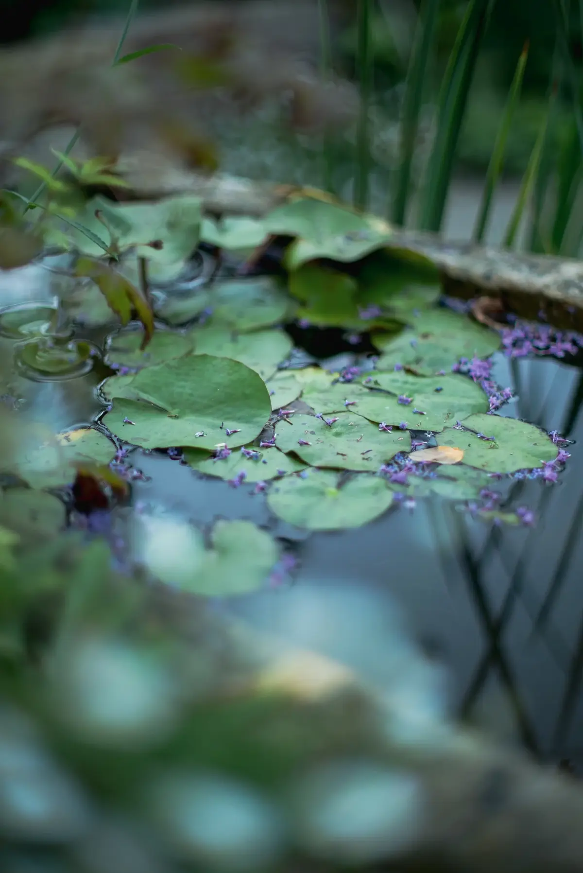 Bergstrasse Hanggarten Wassertrog Schwimmblaetter Bluetenblaetter