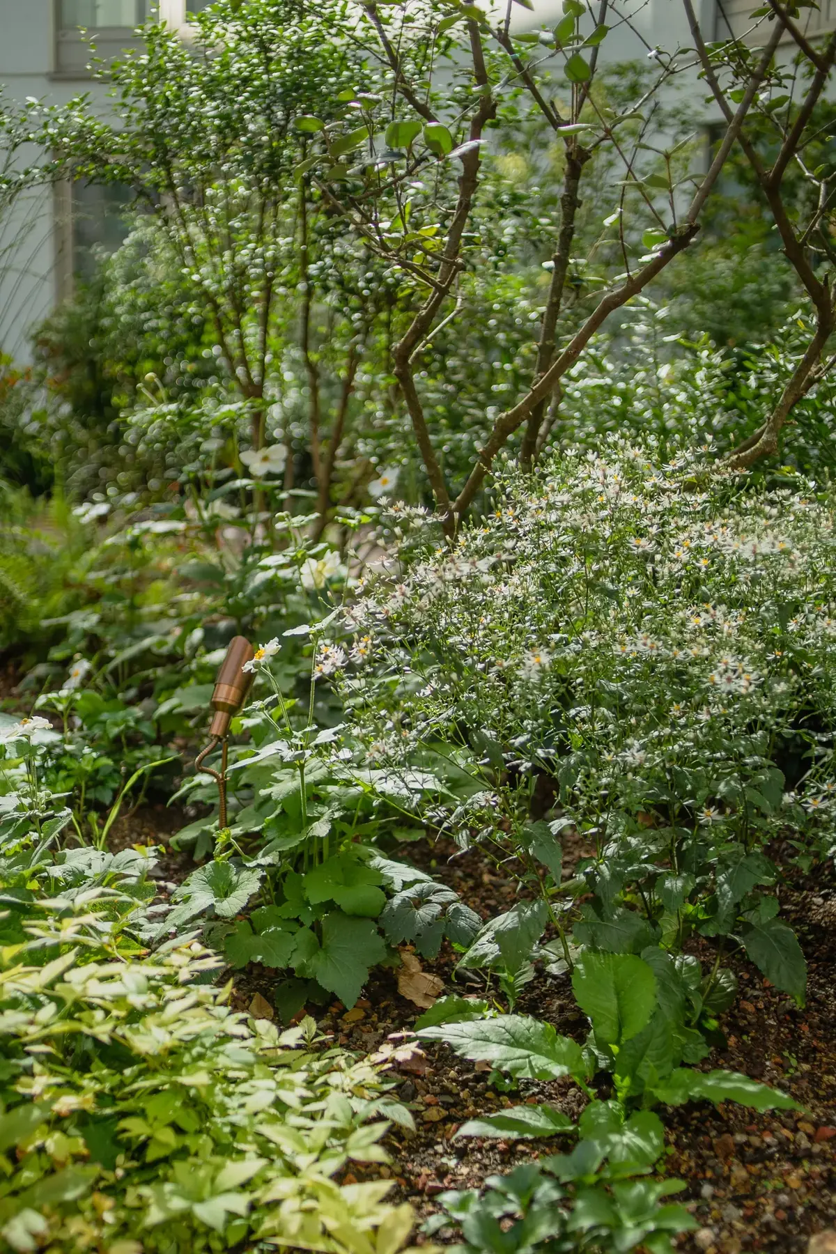 Weißer Teppich aus Aster divaricatus und Anemonen mit kupferner Gartenleuchte im Halbschatten