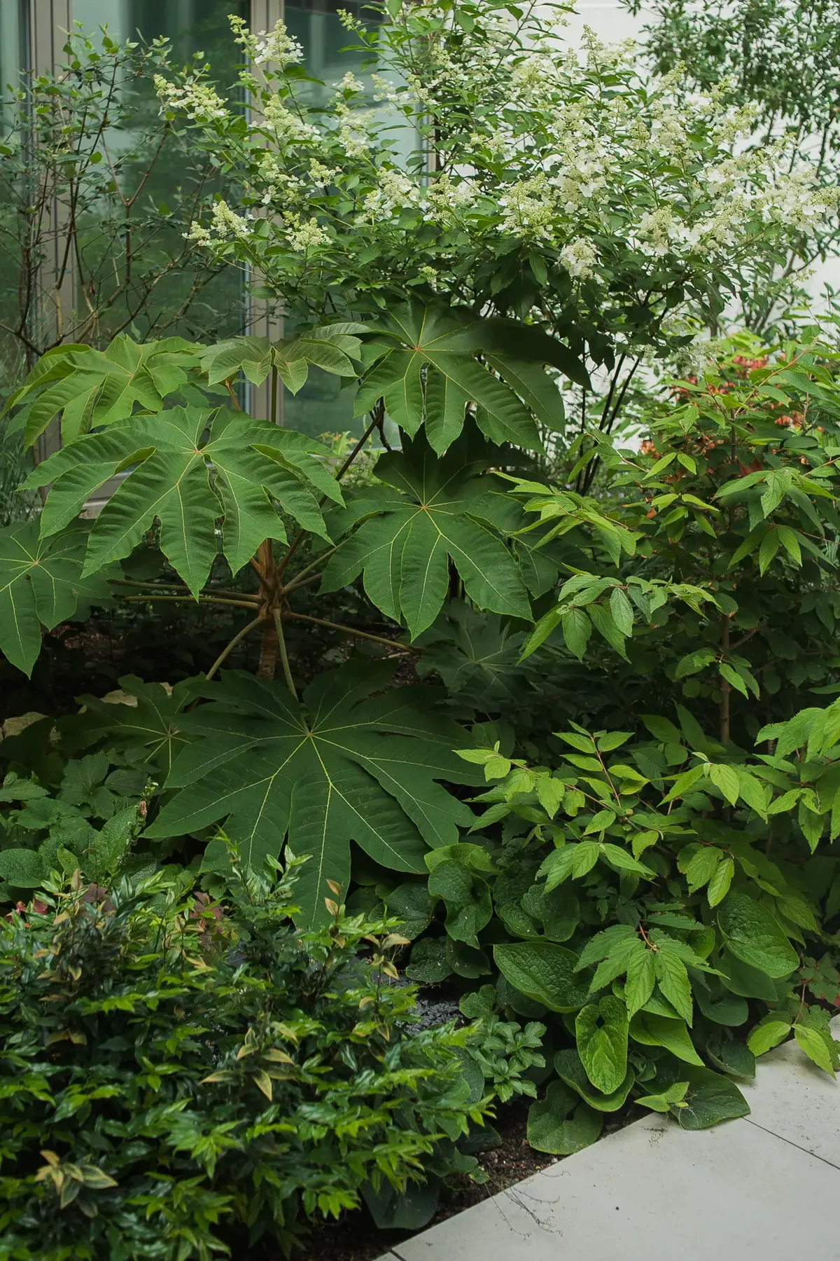 Hackescher Markt Hofgarten Tetrapanax Hortensie Schattenbeet