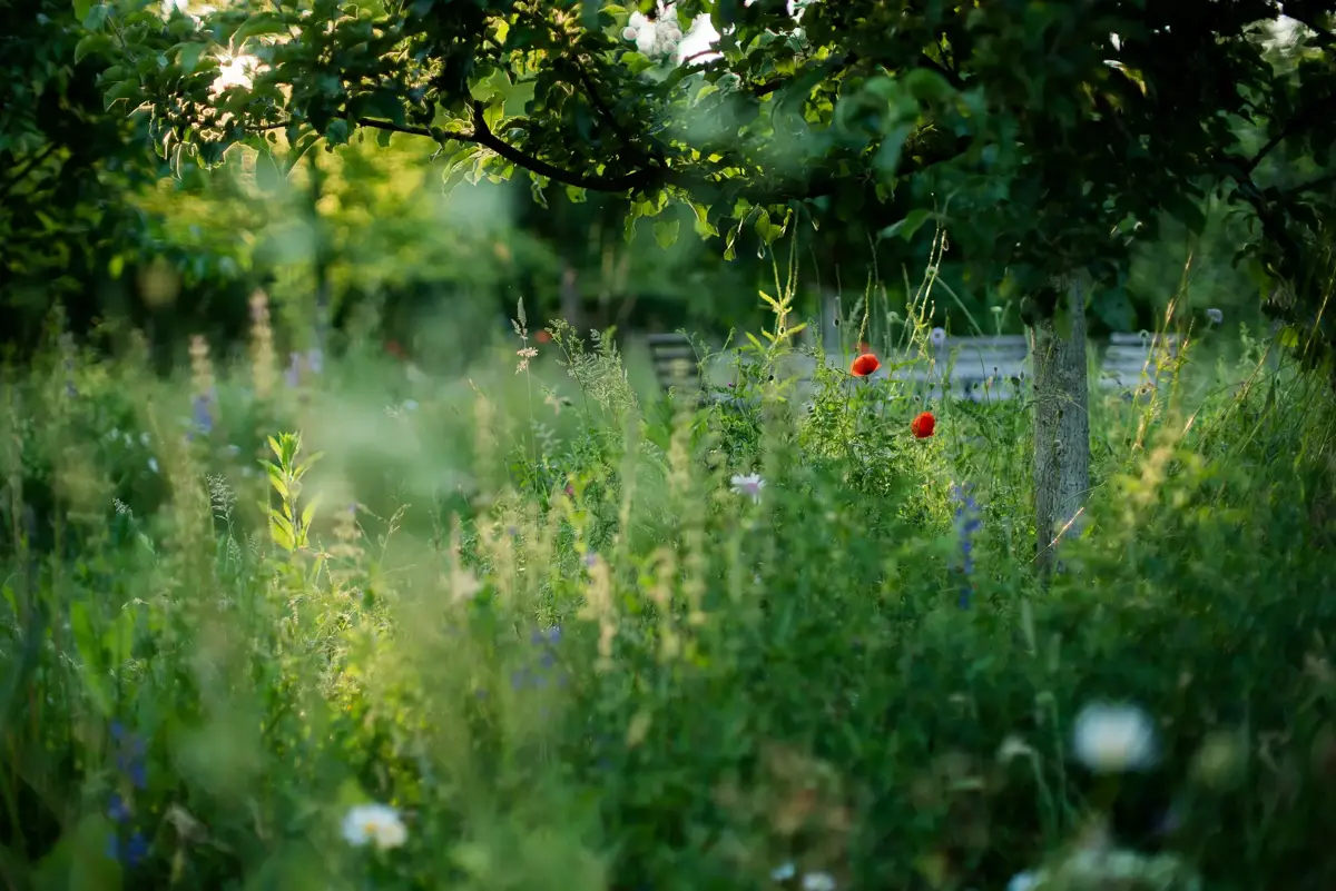Blumenwiese als insektenfreundlicher Lebensraum mit hoher Artenvielfalt.