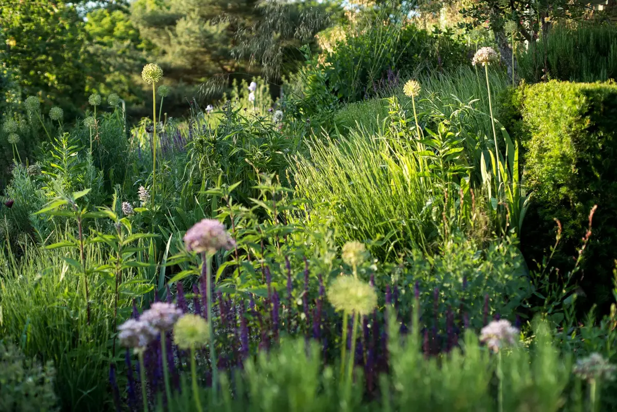 Naturnahe Staudenpflanzung mit rosa und violett blühenden Stauden, filigranen Samenständen und geschnittener Hecke im weichen Abendlicht.