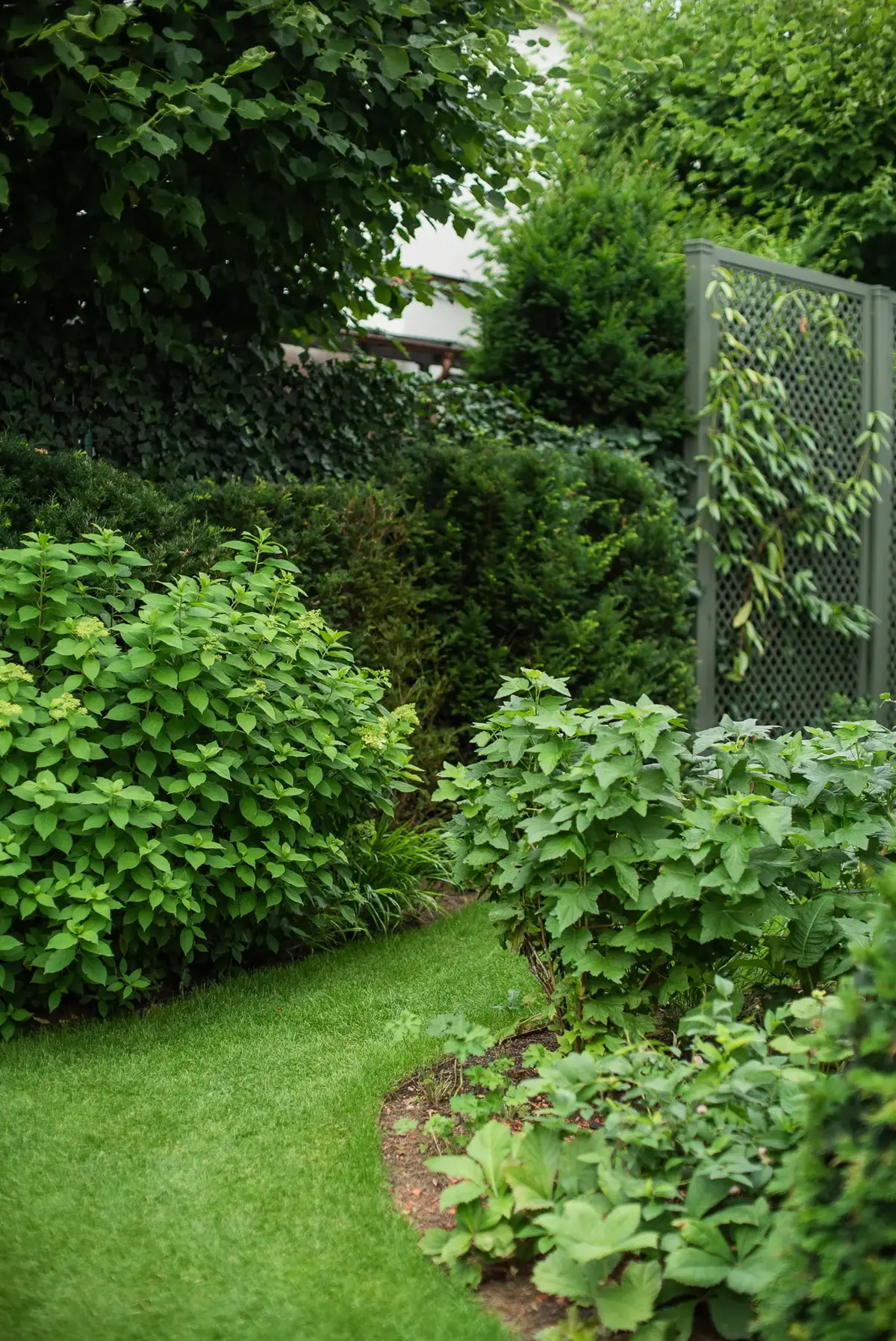 Gepflegter Rasenweg zwischen Hortensien und Eibenhecken führt zu einer filigranen Metall-Treillage, die den Garten räumlich gliedert.