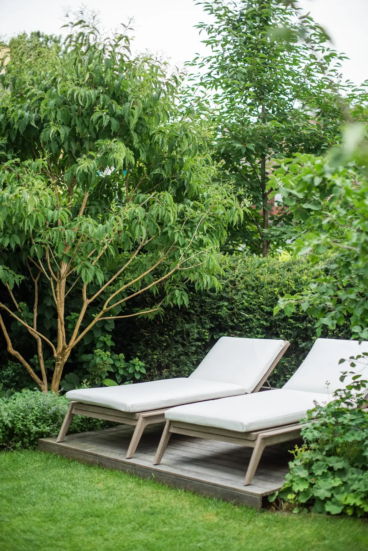 Sonnendeck mit zwei Loungeliegen unter einem Blumen-Hartriegel, eingerahmt von einer dichten Eibenhecke im Villengarten München.