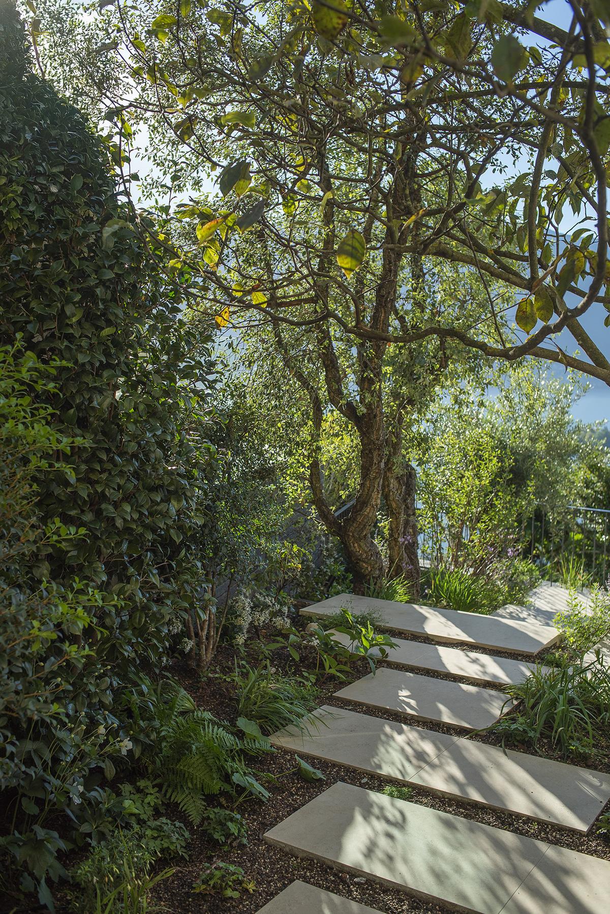 Schattenreicher Naturgarten mit Olivenbäumen, Farnen und mediterraner Atmosphäre.
