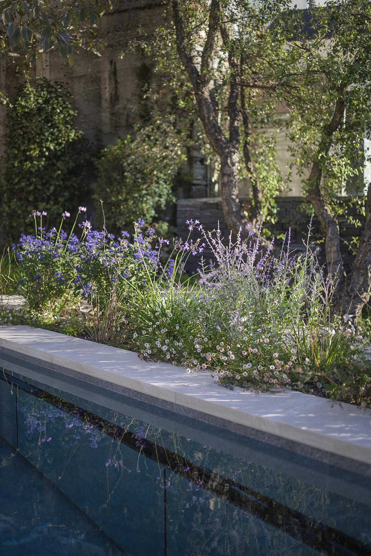 Pflanzbeet mit lila Blüten und Olivenbäumen entlang eines modernen Pools.