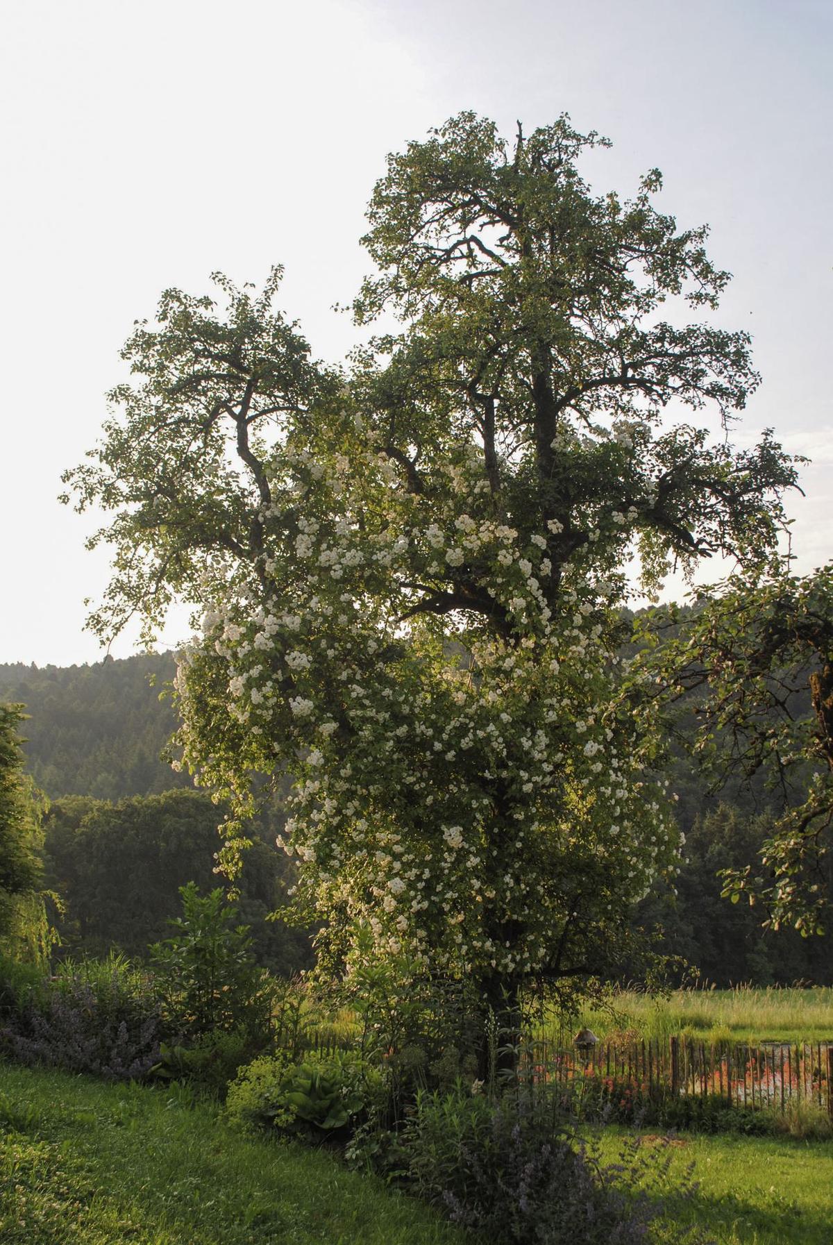 Atelier Wehrle, Bodensee DE – Bauerngarten
